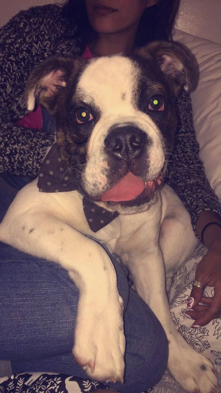 cute puppy sitting on owners lap with his tongue out