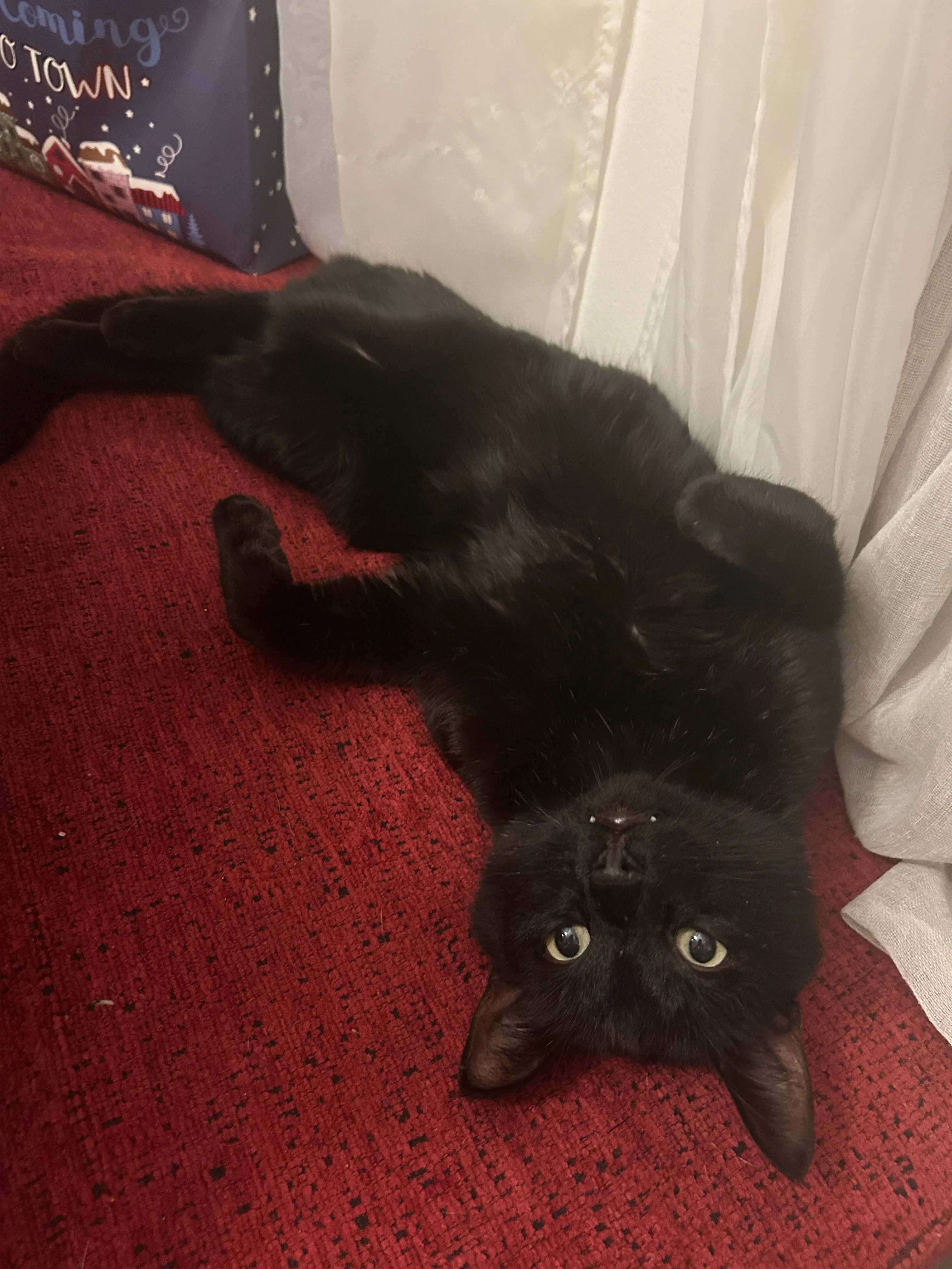 Black Cat laying on her stomach in Windsor home