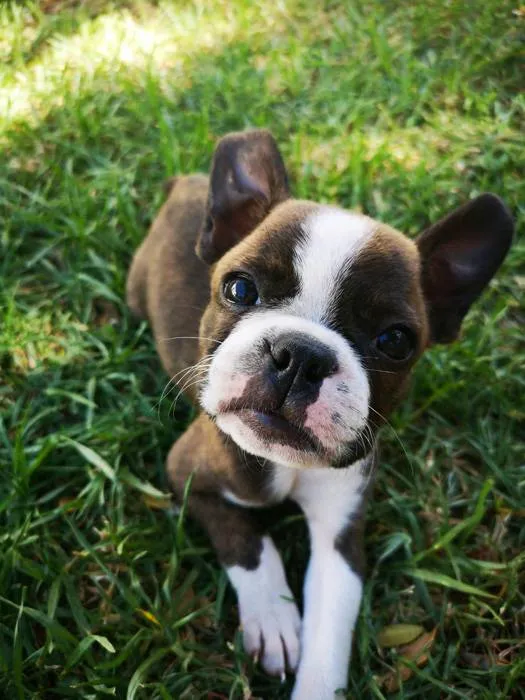 Happy French bulldog puppy outside on a walk