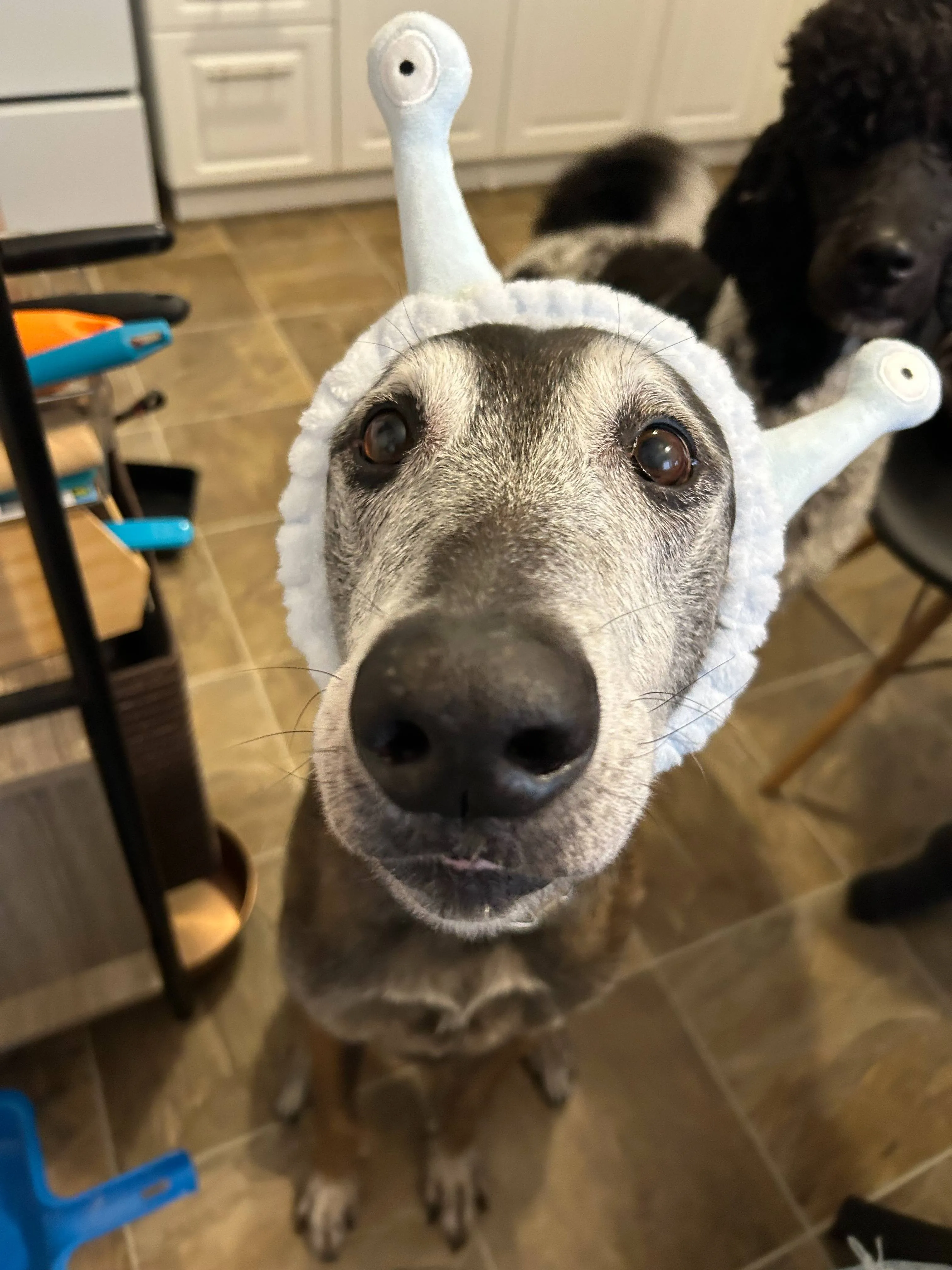 cute older belgian malinois wearing a blue headband sitting down looking at camera
