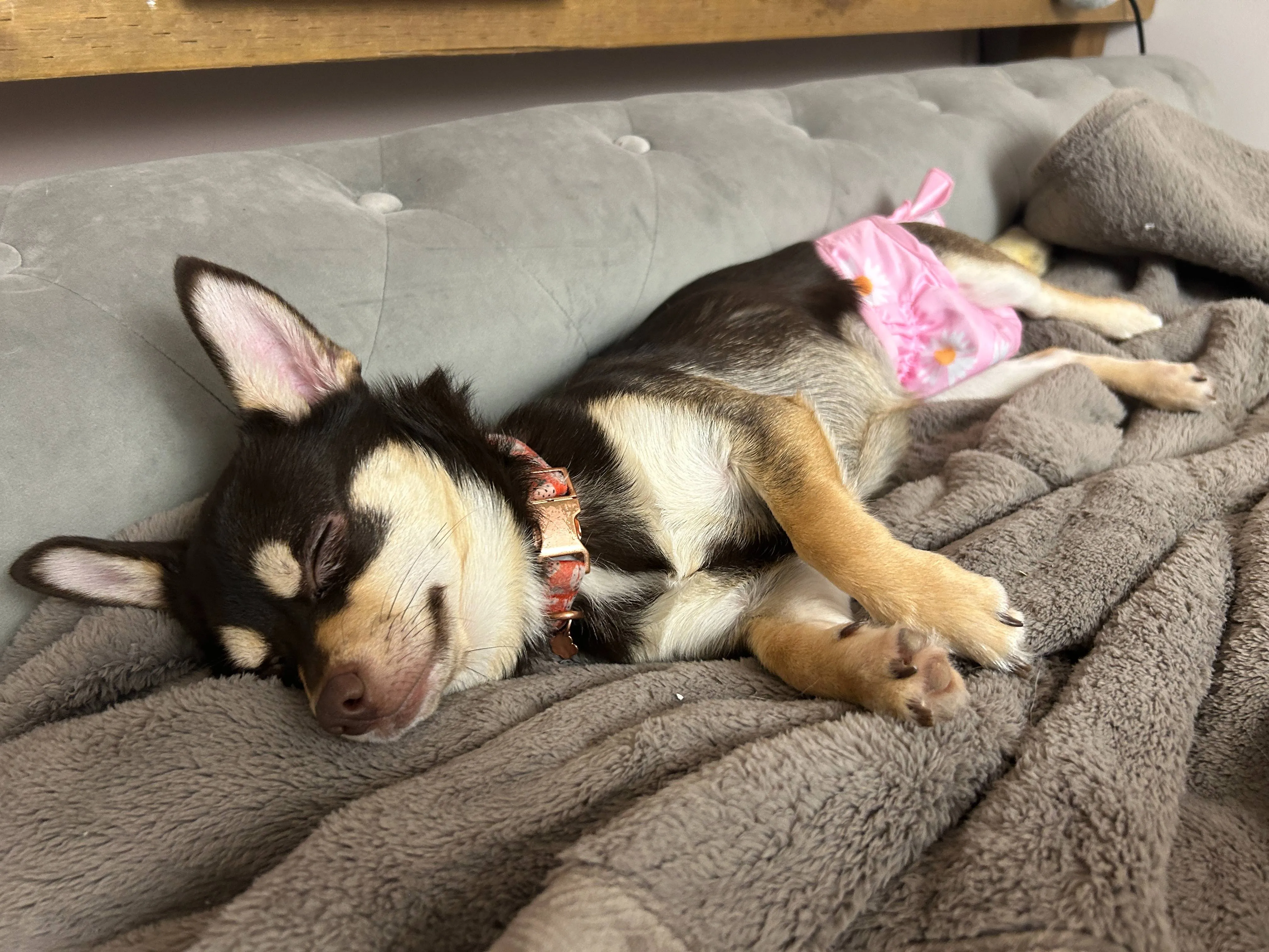 Cute Brown Chihuahua wearing pink diaper sleeping on a bed