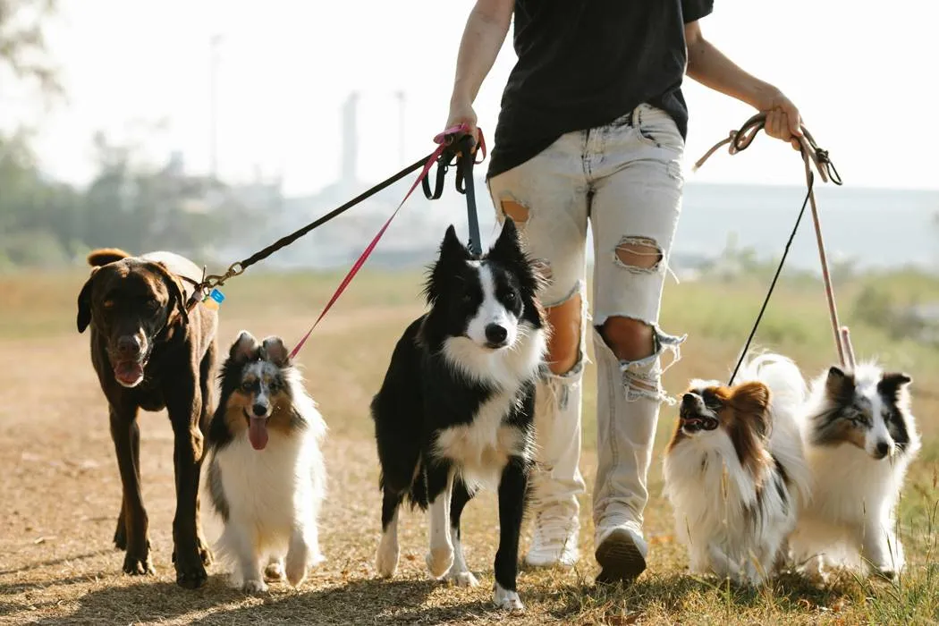 dog walker with 5 dogs outdoors