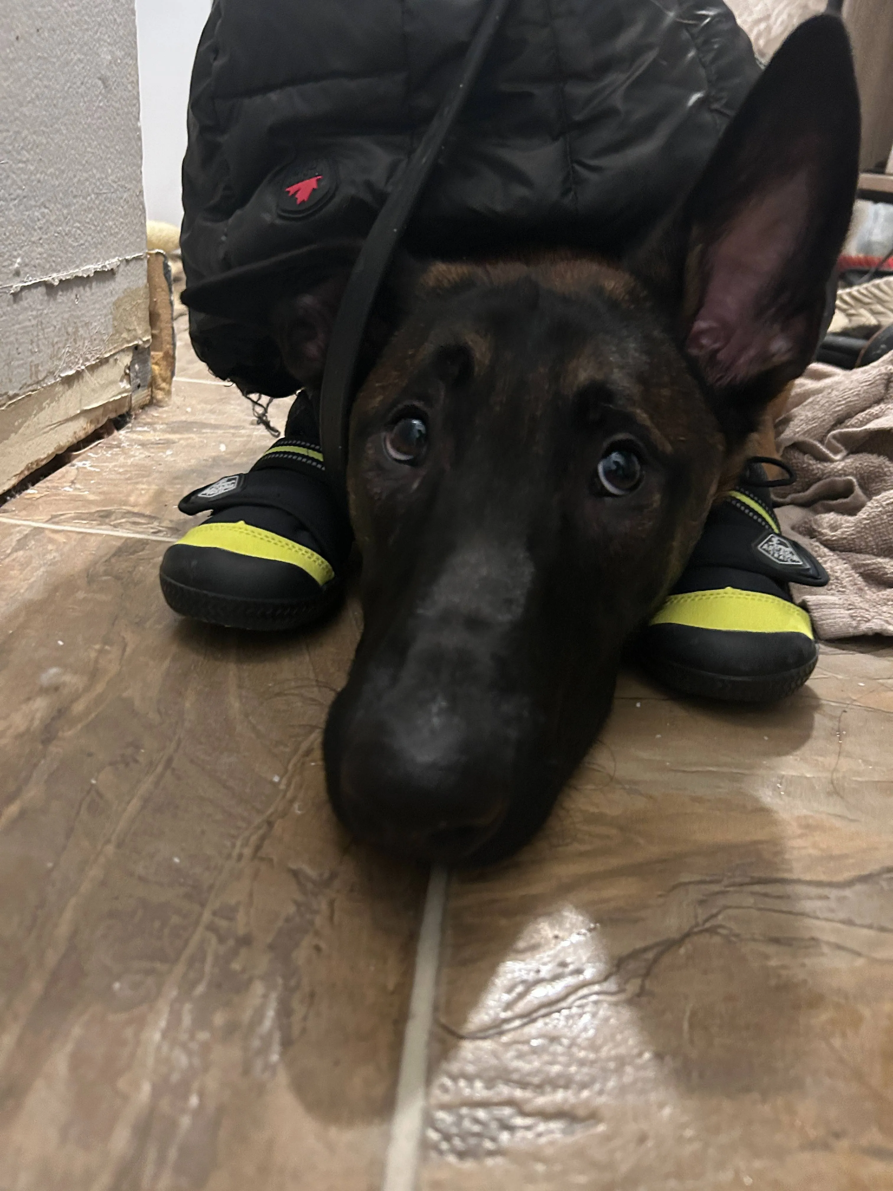 dog ready for his walk with walking boots on