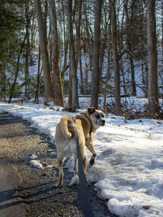 A dog on a walk in Windsor looking back at the camera