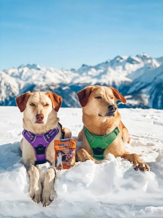 2 labradors laying in the snow with harnests next to healthy treats