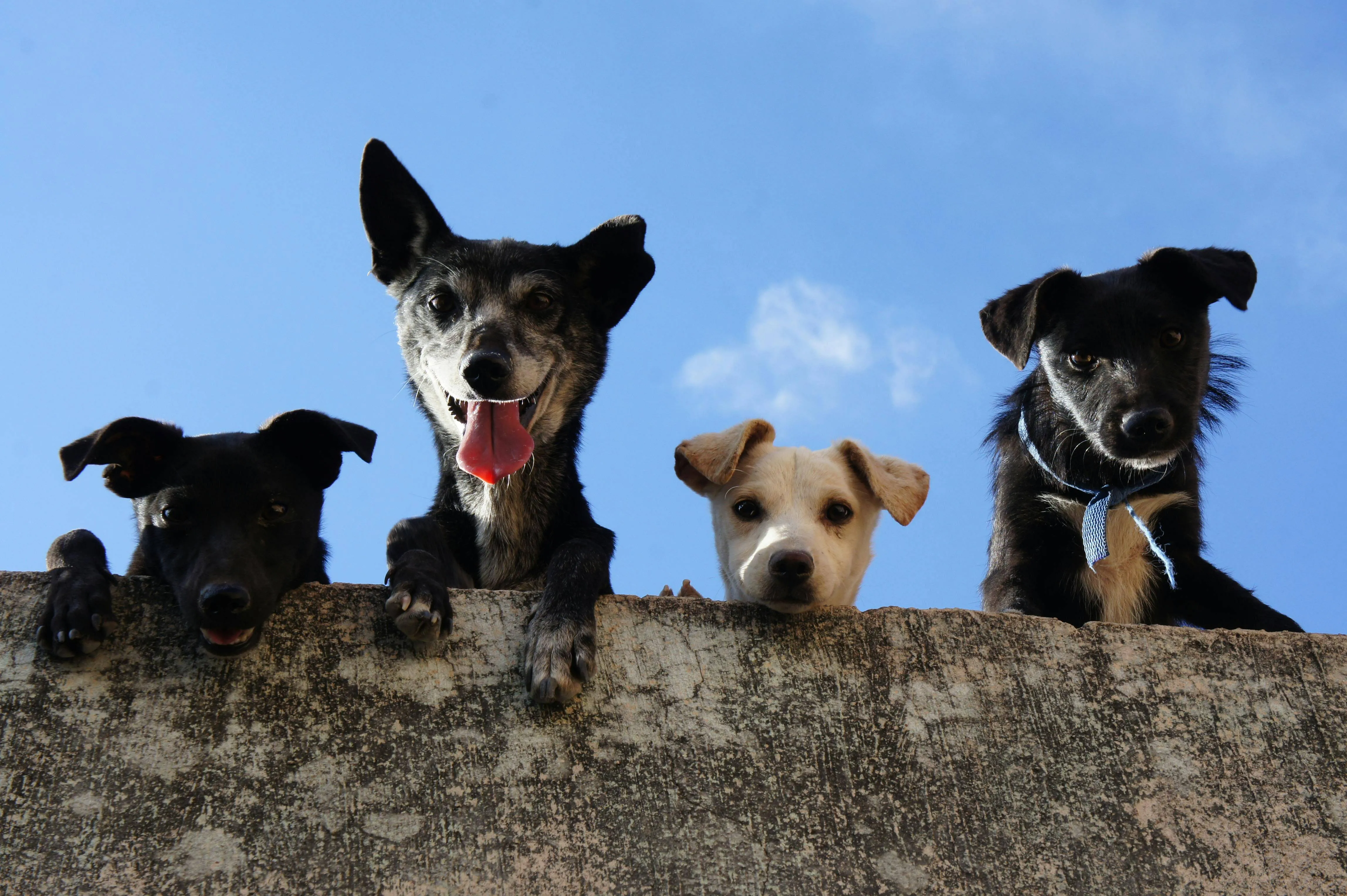 4 dogs looking down from above