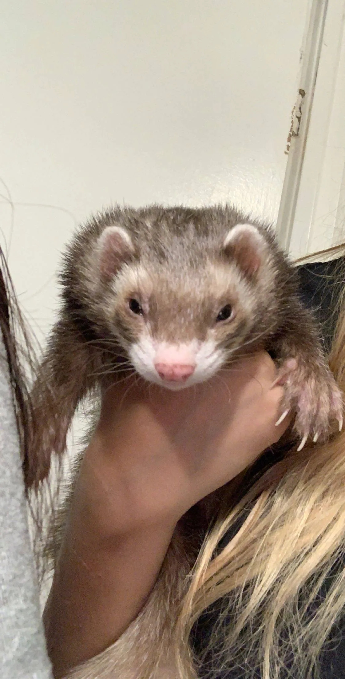 Cute Ferret being taken care of by caretaker Windsor