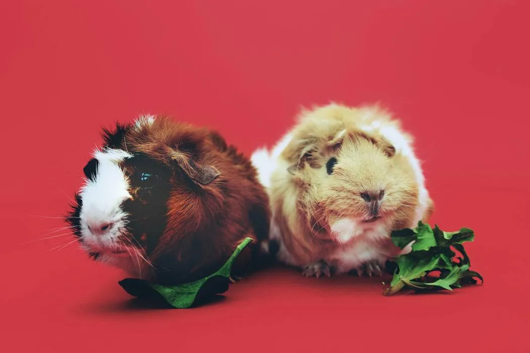 3 guineua pigs in a red background eating
