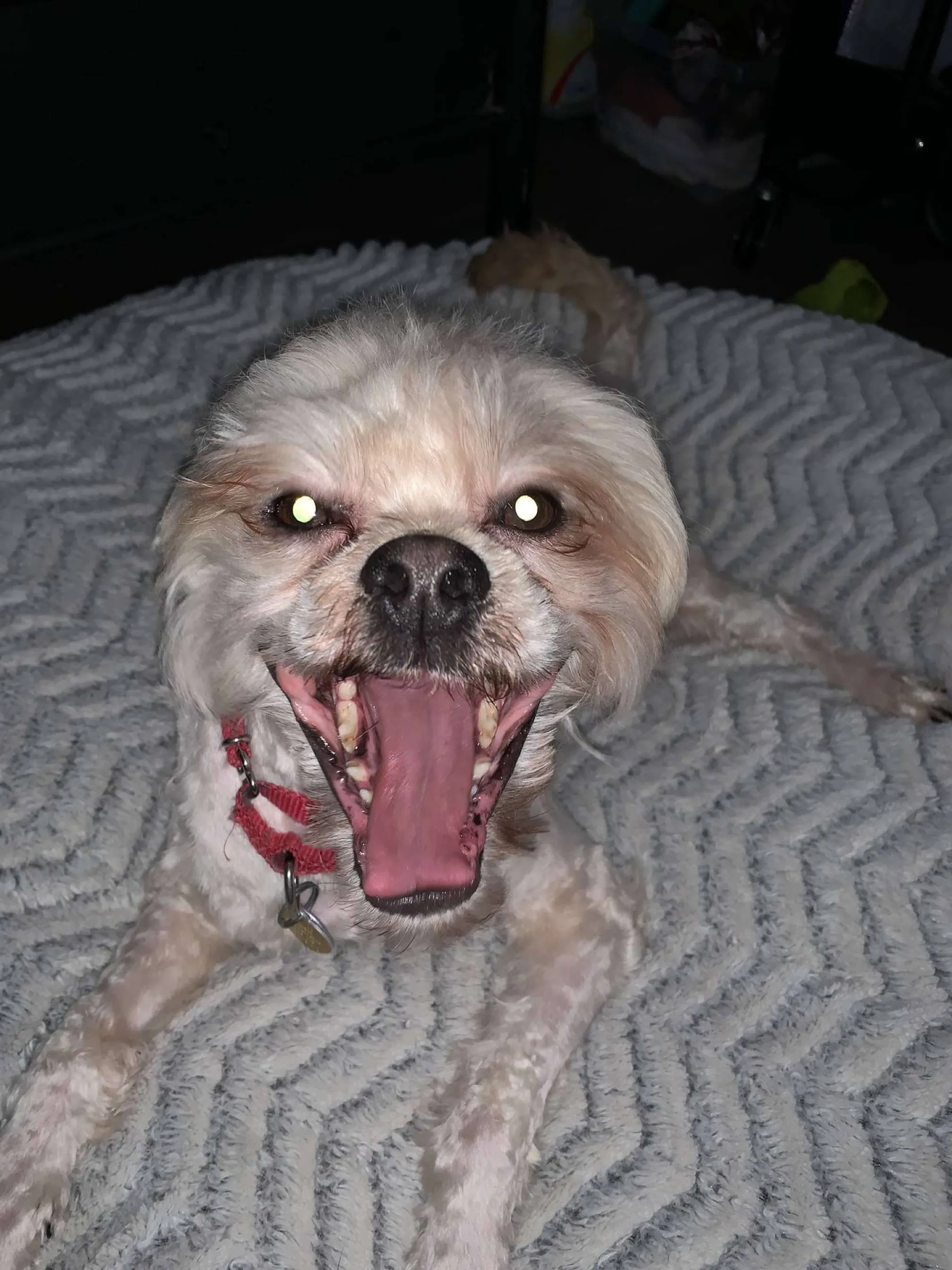 Small puppy with mouth wide open