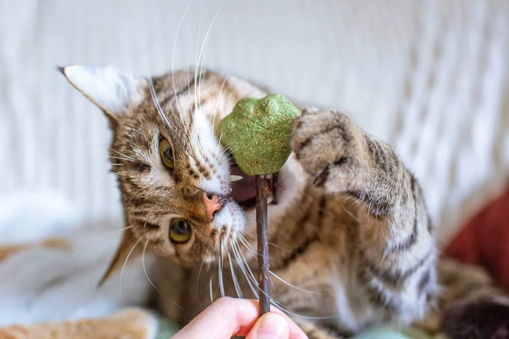 Cat eating a healthy nutritious stick of cat nip