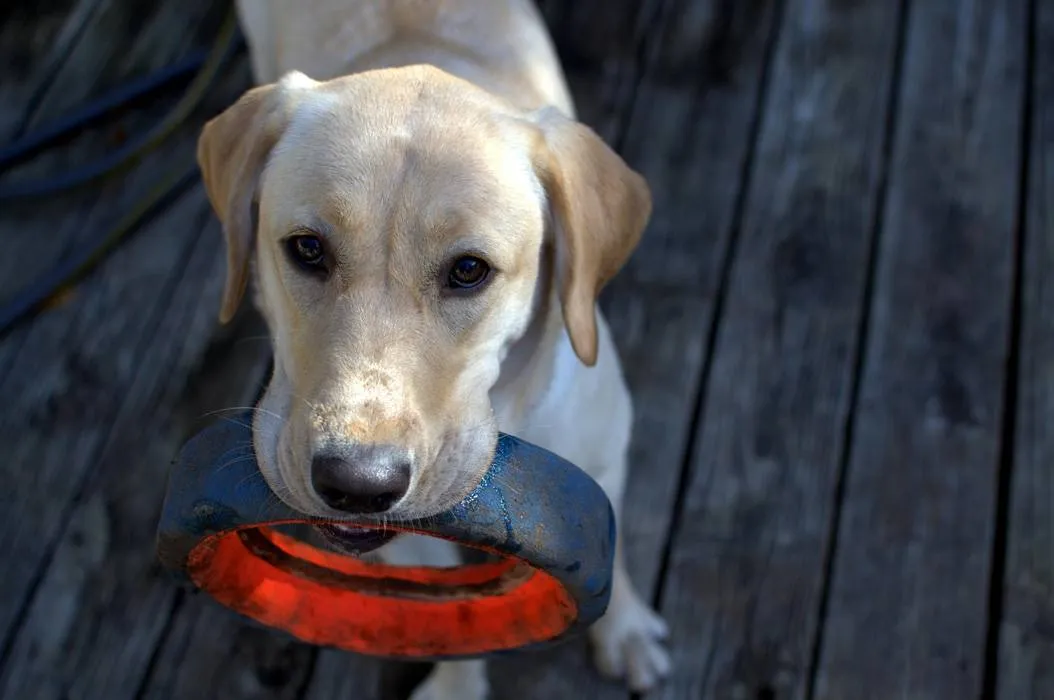 Cute lab holding a durable sustainable dog toy standing on a deck outisde