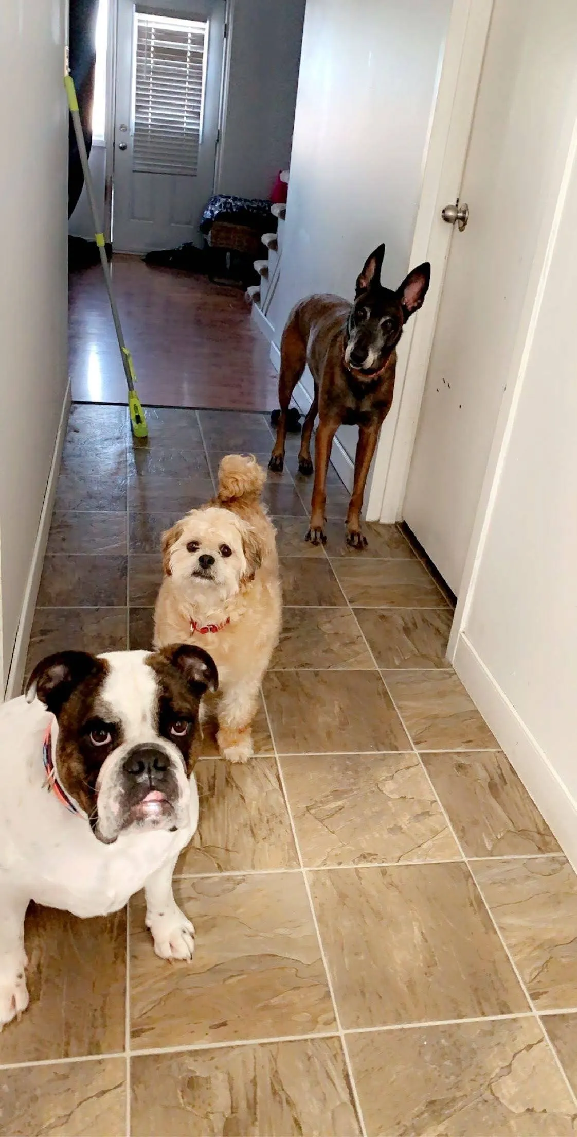 3 dogs standing in a hallway looking at the camera