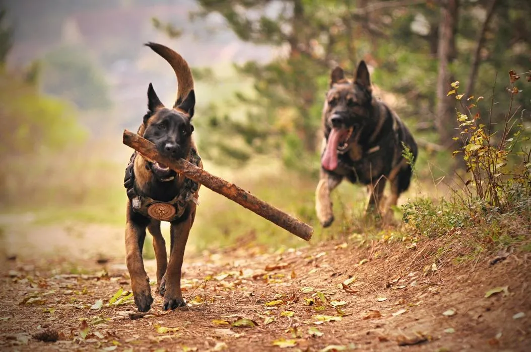 2 dogs outside playing and running