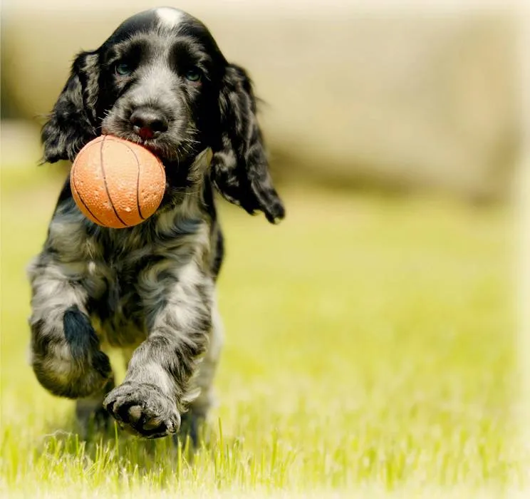 black and white puppy running outside with a small ball in its mouth