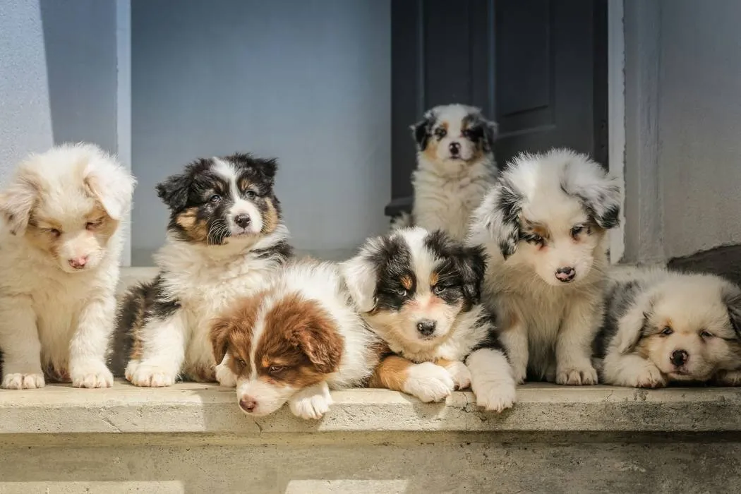 7 puppies in Windsor sitting together on a cement porch