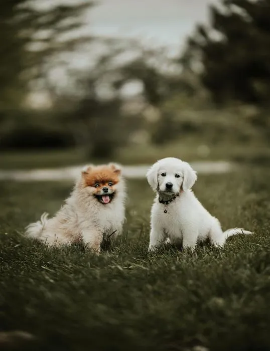a pomeranian and white lab sitting outside looking at the camera