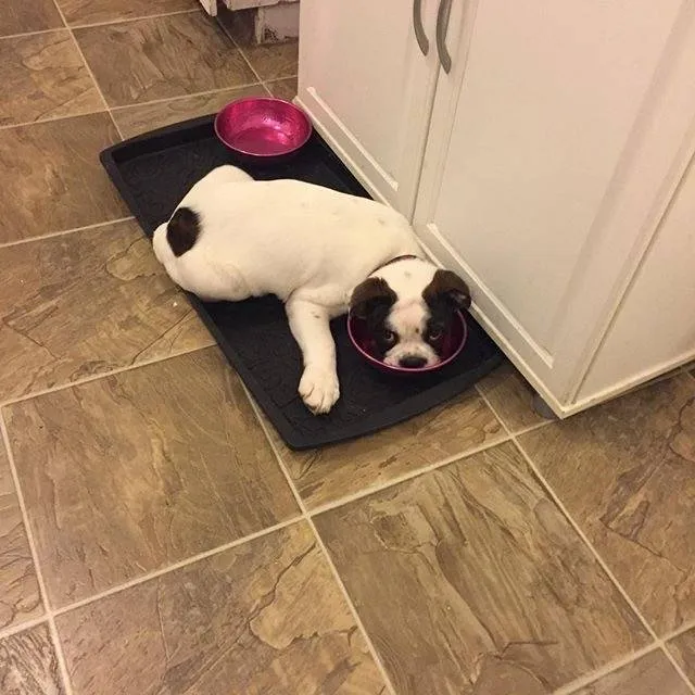 Cute English Bulldog puppy laying on a black mat with his face in his food bowl