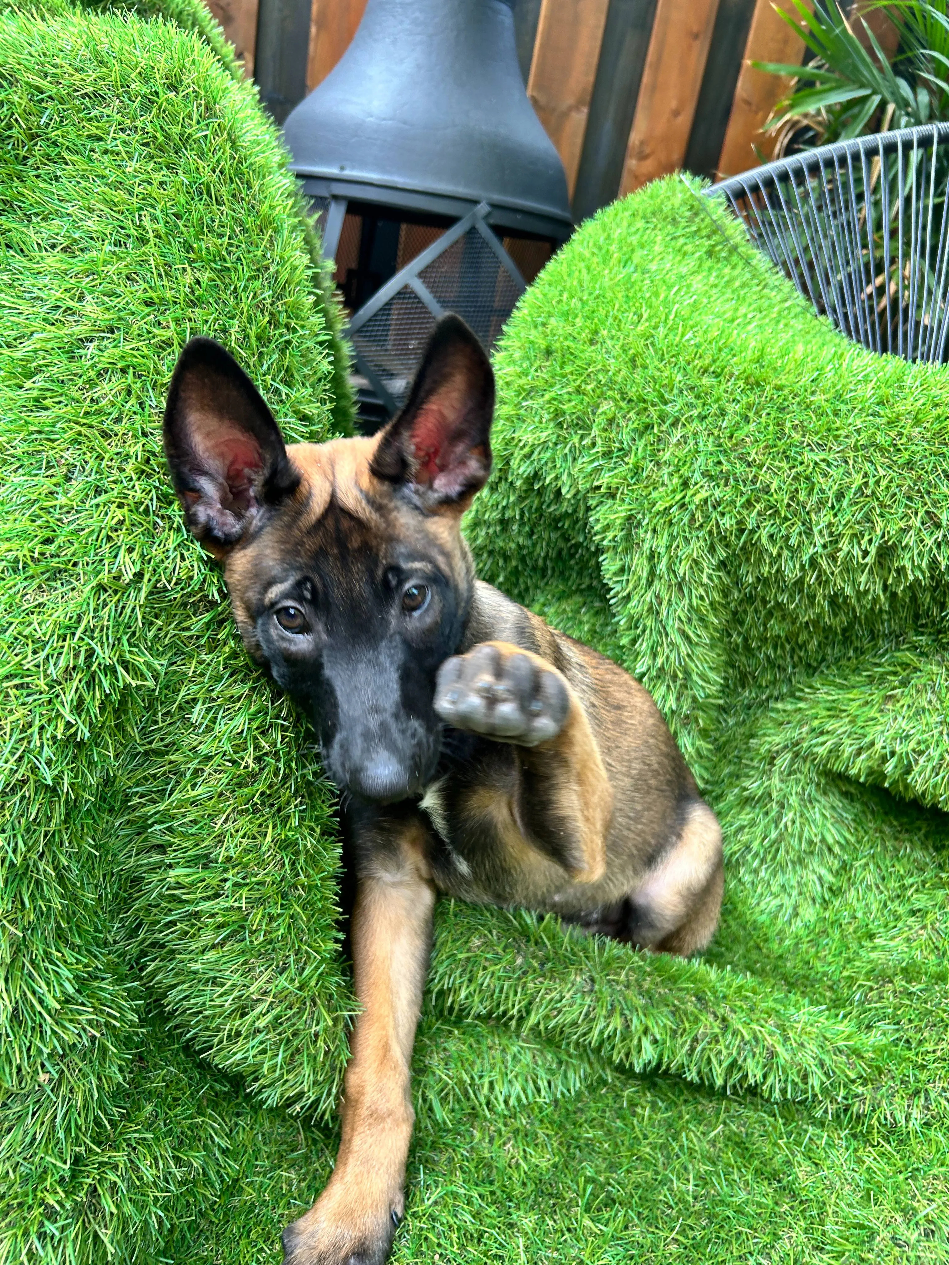 cute puppy belgian malinois waving his paw sitting in grass