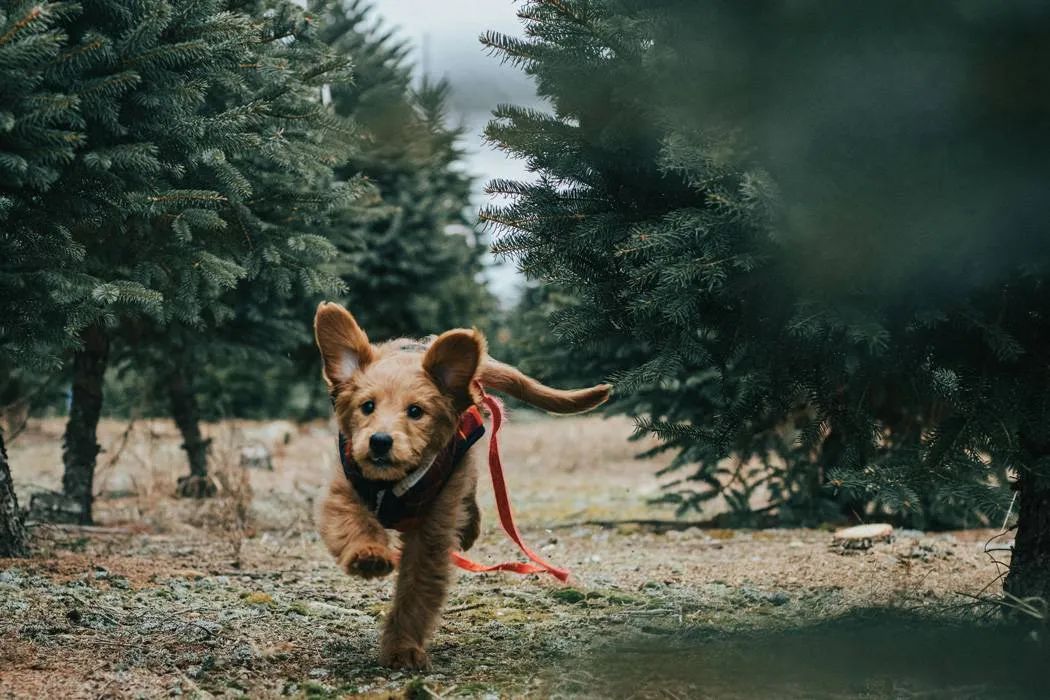 cute puppy running outside with his leash loose