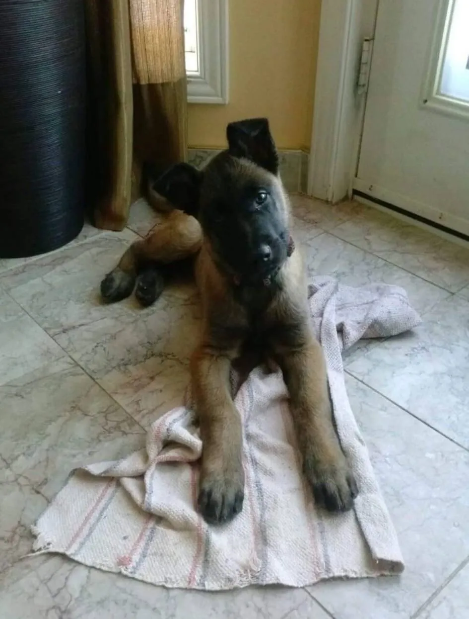 cute puppy belgian malinois laying down