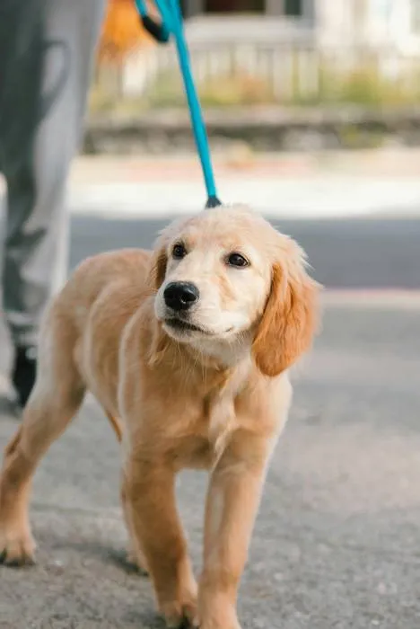 Golden lab during his puppy socialization walk