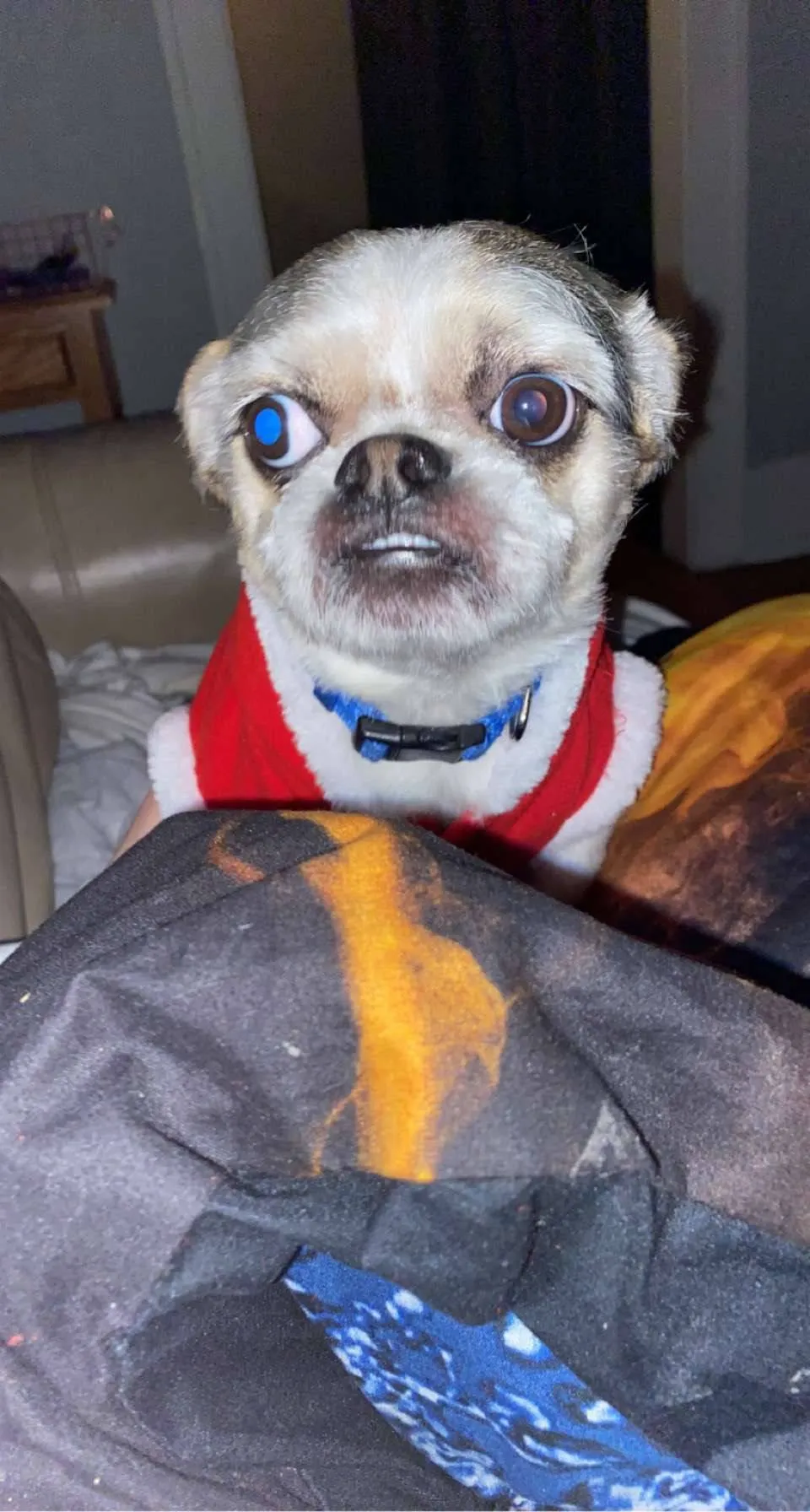 small dog looking into caretakers camera
