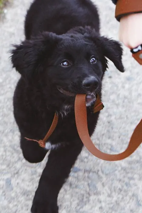 Black puppy holding his leash in his mouthr while on a walk